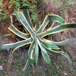 Aloe Vera growing in Kasauli