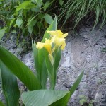Another Popular Flower in Kasauli