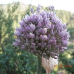 Garlic flower shrub